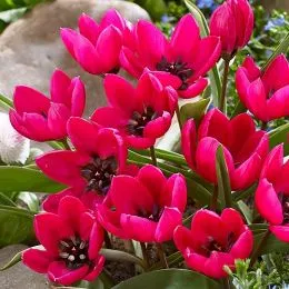 Тюльпан Humilis Violacea Black Base фото