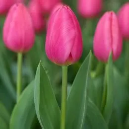 Тюльпан Jumbo Pink фото