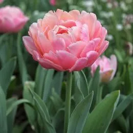 Тюльпан Pink Cameo фото