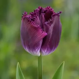 Тюльпан Purple Crystal фото