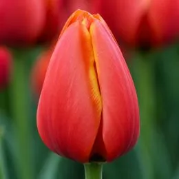 Тюльпан World's Favourite фото
