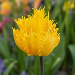 Тюльпан Golden Leo фото