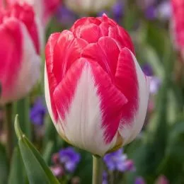 Тюльпан Pink Delight фото