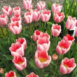 Тюльпан Pink Emperor (Пінк Емперор) фото