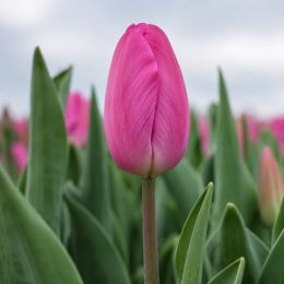 Тюльпан Pink Flag фото