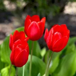 Набір тюльпанів Red Proud фото