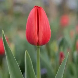 Тюльпан Zantured (Red Pride) фото