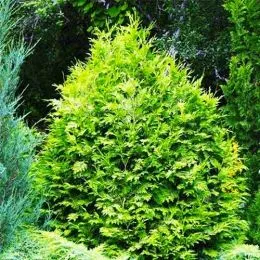 Туя західна Wareana Lutescens фото