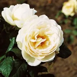 Троянда плетиста Uetersener Klosterrose фото