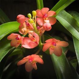 Ванда Аскоцентрум (Ascocentrum) фото
