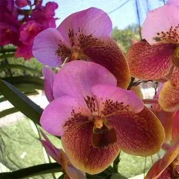 Ванда Сандера (Vanda sanderiana) фото