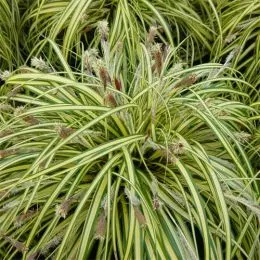 Осока Variegata фото