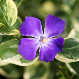Барвінок Variegata фото