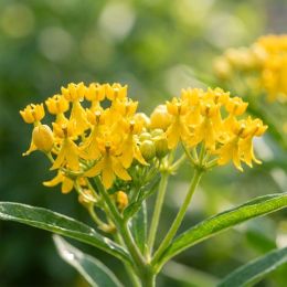 Ваточник Hello Yellow фото