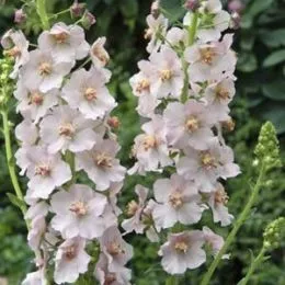 Коров'як Apricot Pixie фото