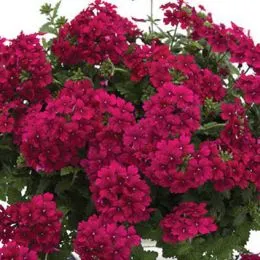 Вербена Estrella Merlot фото