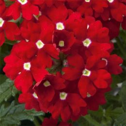 Вербена Lascar Red w. Eye фото