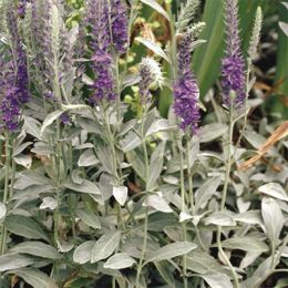 Вероніка Spicata Blue фото