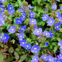 Вероніка Georgia Blue фото