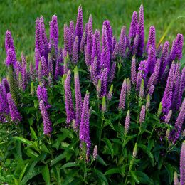 Вероніка Purpleicious фото