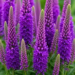 Вероніка Purpleicious фото