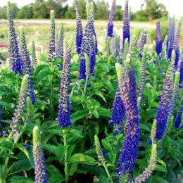 Вероніка Sunny Border Blue фото
