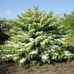 Калина St. Keverne фото