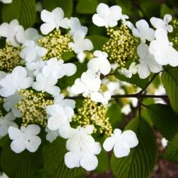 Калина Plicatum Cascade фото