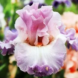 Ірис Vienna Waltz фото