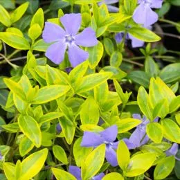Барвінок Argenteovariegata фото