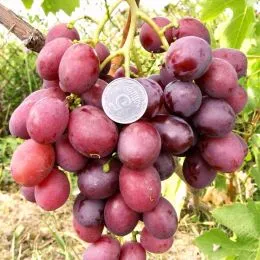 Виноград Дюжина (щеплений) фото