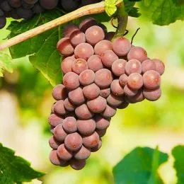 Виноград Піно Грі (щеплений) фото