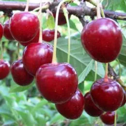 Вишня Тургєнєвка фото