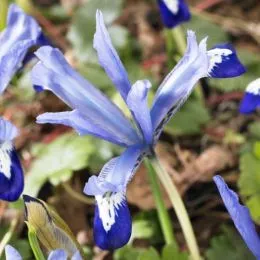 Ірис reticulata Clairette фото