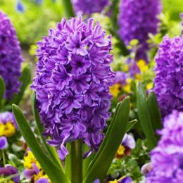 Гіацинт Purple Voice фото
