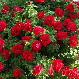 Петунія Viva Double Red фото
