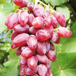 Виноград Дубовський Рожевий (щеплений) фото