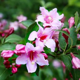 Вейгела Pink Princess фото