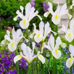 Ірис Hollandica White Magic фото