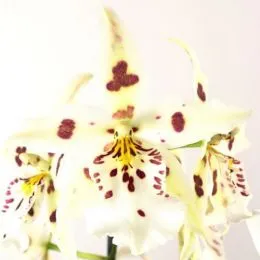 Орхідея Odontoglossum White Lip Red фото