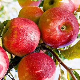Яблуня Джонаголд фото