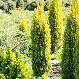 Ялівець Gold Cone фото