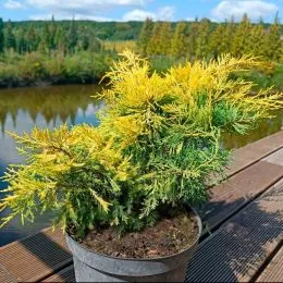 Ялівець Saybrook Gold фото