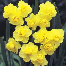 Нарцис Yellow Cheerfulness 10 шт/уп фото