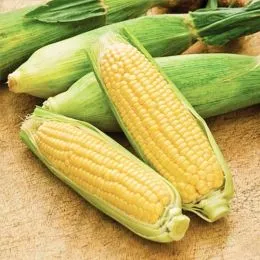 Кукурудза Юкон фото