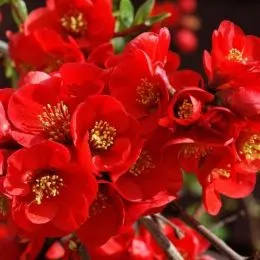Хеномелес Crimson and Gold фото