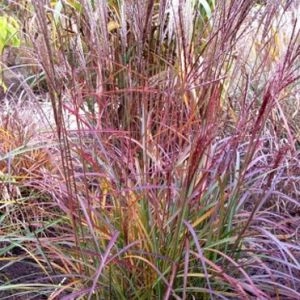 Міскантус Purple Fall фото