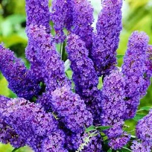 Буддлея Reve de Papillon Lavender фото