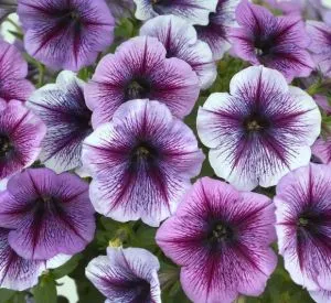 Петунія Fortunia Purple Vein фото