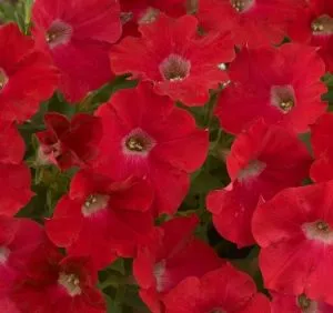 Петунія Fortunia Red фото